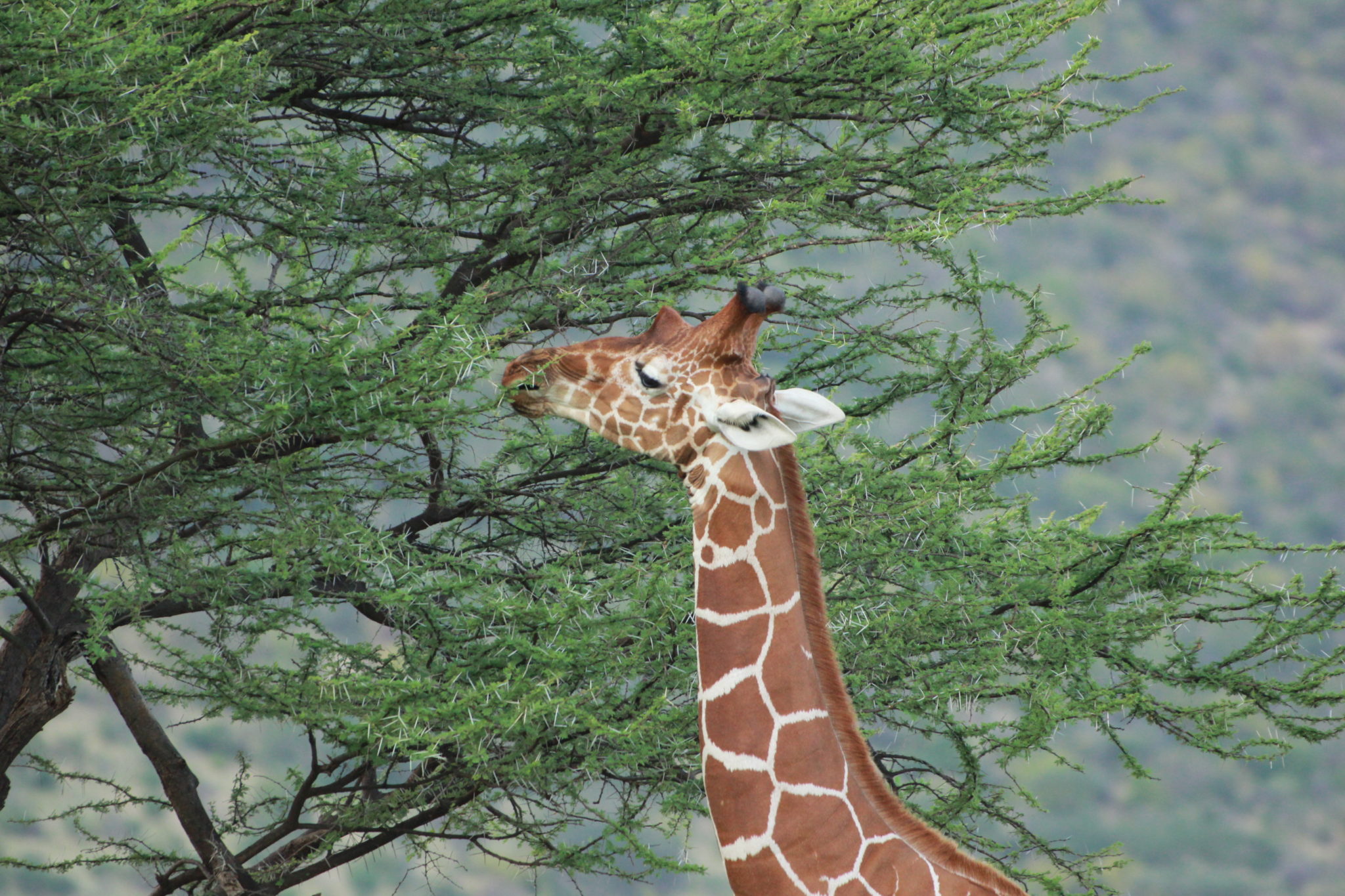 サンブル国立保護区｜トキドキタビ