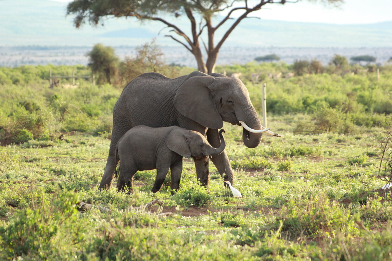 ケニア基本情報